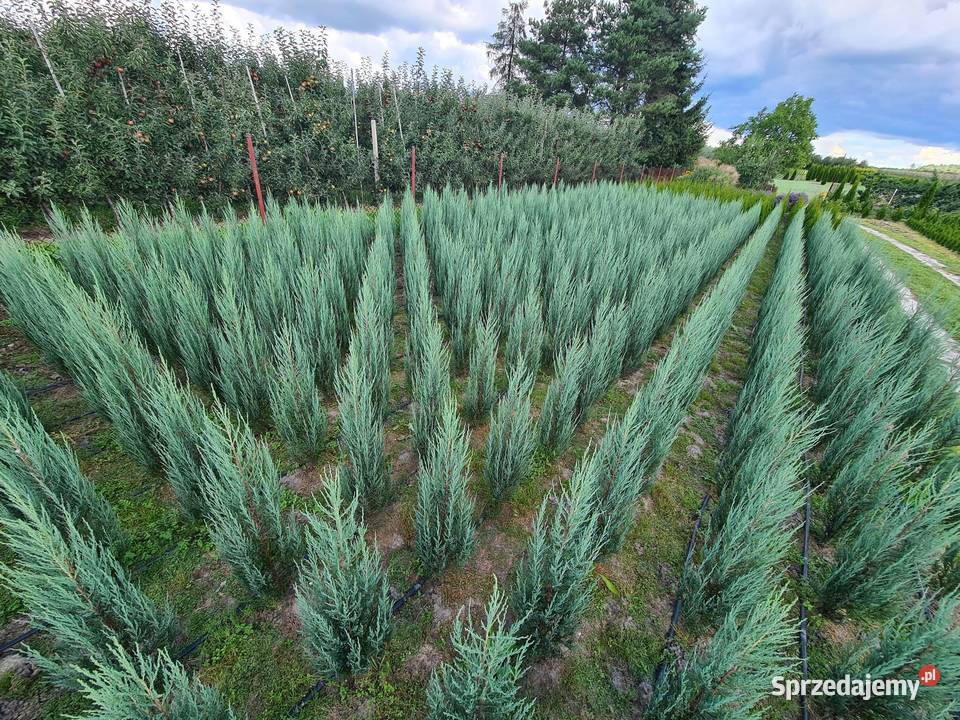 Jałowiec skalny Juniperus scop BLUE ARROW 120140 Mogielnica