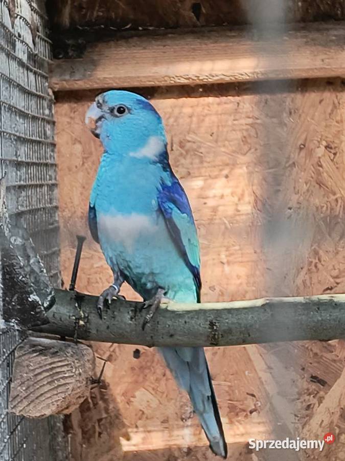 Barnard czerwonoczelny niebieski Czerwionka-Leszczyny