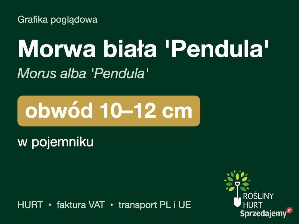 Morwa biała Pendula Morus alba obwód 1012 w wielkopolskie sprzedam