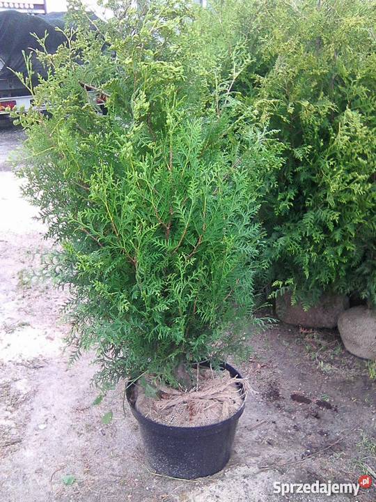 Tuja żywopłotowa brabant 110 160180 PRODUCENT Zacharzyce