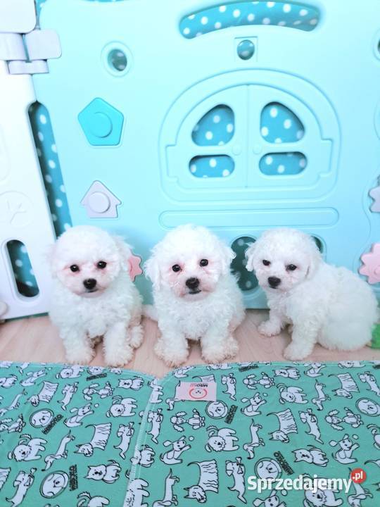 hodowla bichon frise oferuje szczenięta z pomorskie