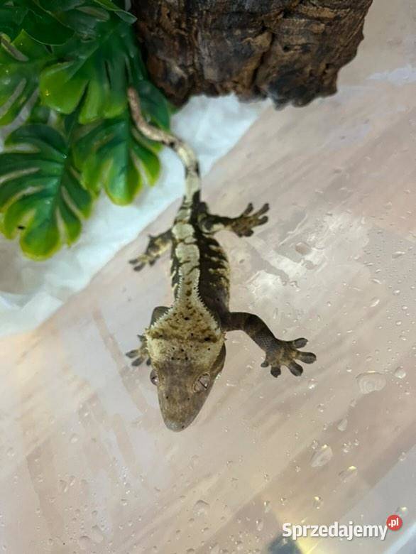 Gekony orzęsione Radom