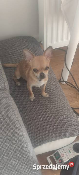 Mały piesek Chihuahua krótkowłosy beżowy Warszawa