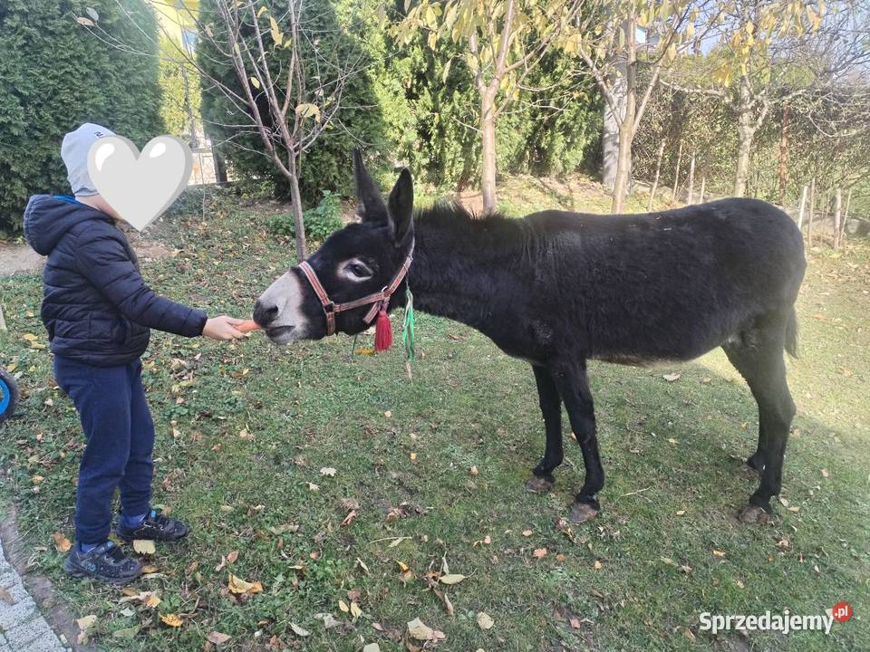 Sprzedam Oślice Przysietnica