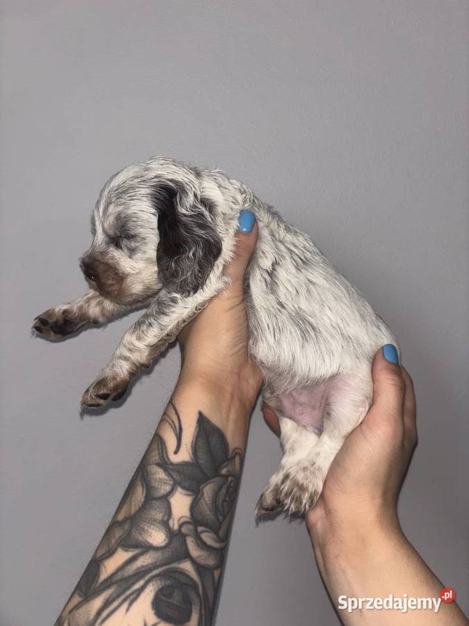 Cocker Spaniel Angielski piękne umaszczenia małopolskie