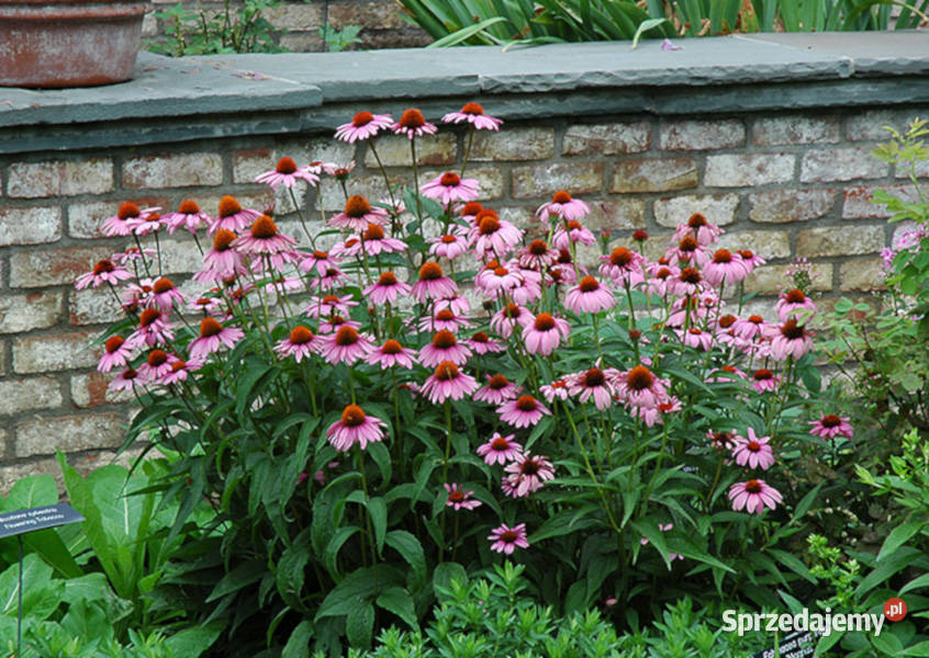 JEŻÓWKA Echinacea Magnus Superior sadzonki w Rośliny Ustronie