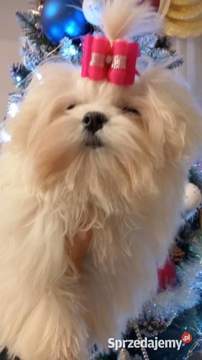 sunia maltańczykśliczna suczka maltańczyk mini 2 Rzeszów