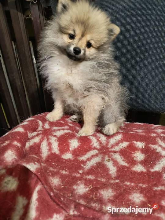 Szpic miniaturowy pomeranian malutki piesek Psy sprzedam