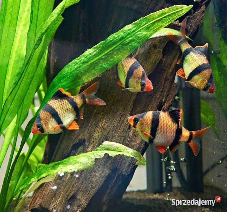 Brzanka sumatrzańska Puntigrus tetrazona WYSYŁKA
