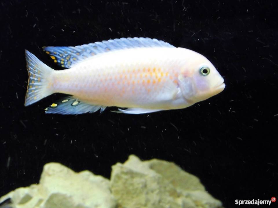 Pyszczaki Maylandia Estherae Red Red Dorosły Kraków