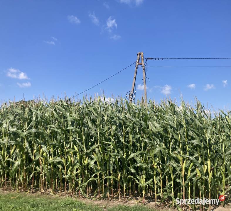 Kukurydza na kiszonkę ponad 3m kukurydza na pniu mazowieckie Krzywonoś