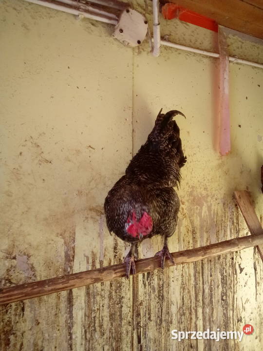 Sprzedam dwa młode kogutyspokojne Mochnaczka Niżna