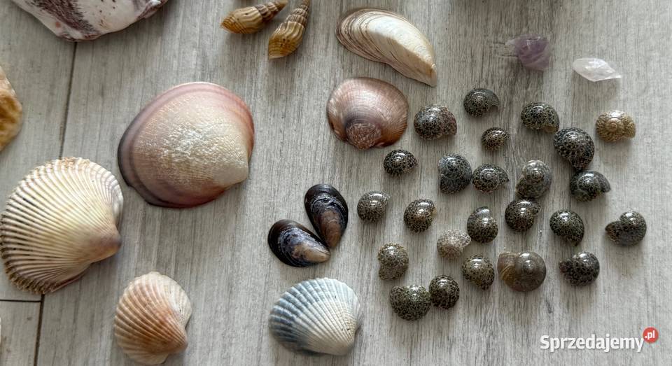 Muszle muszelki muszla naturalne egzotyczne Łódź sprzedam