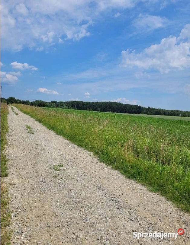 Działka Budowlana 2164 m2 MEDIA Siekierowice