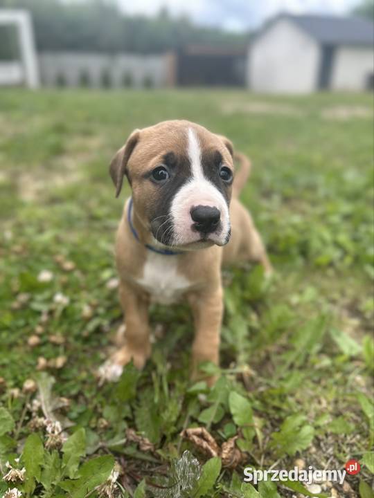 American Pit Bull Terrier piesek Zwierzęta Sobków