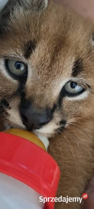 Karakale stepowe Caracal caracal młode piękne i