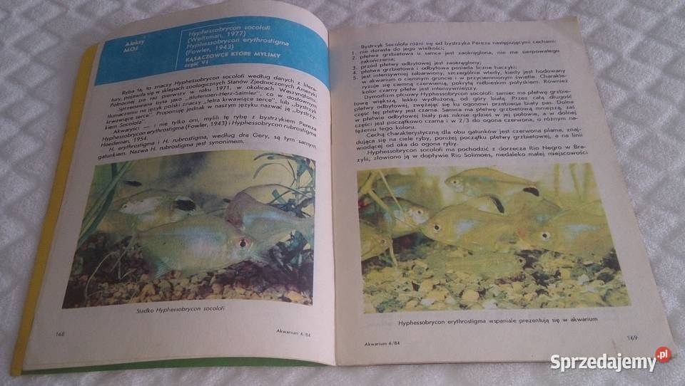 Akwarium 1984 6 84 Książka Czeladź sprzedam