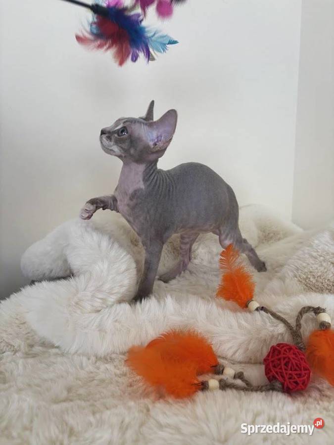 Devon Rex cudowny Kocurek bicolor liliowy Ustroń