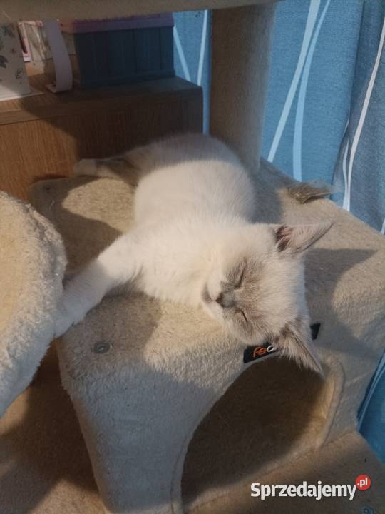 Kotka brytyjska point z rodowodem Brytyjski Truskaw