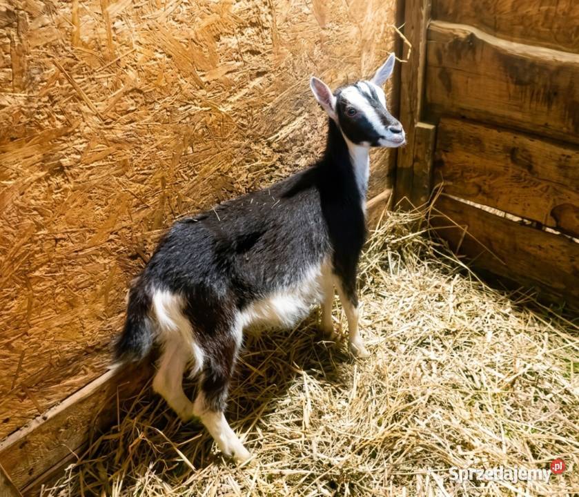 Koźlęta młode koziołki kózki mleczne bezrogie śląskie Janów sprzedam
