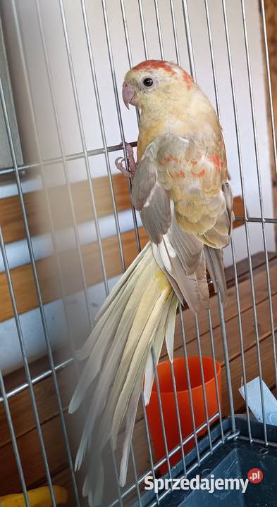 2 samice świergotki Lwówek