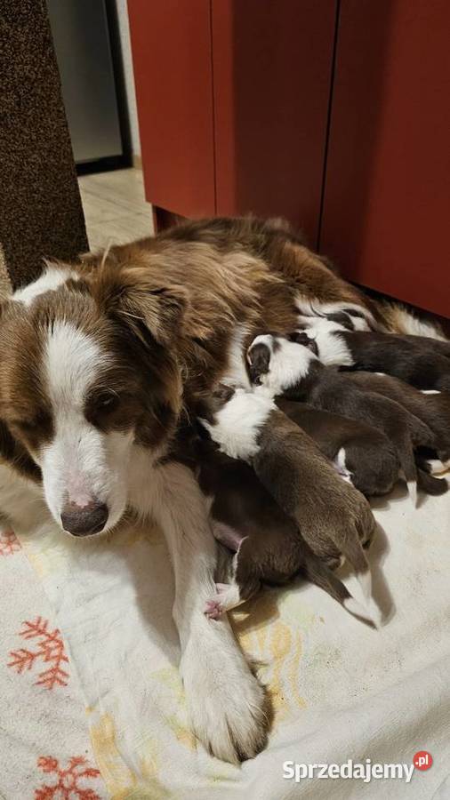 Border collie szczenięta z rodowodem gotowe do Radom