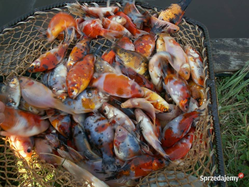 Ryby narybek Karpia karp Lin Karaś koi złoty