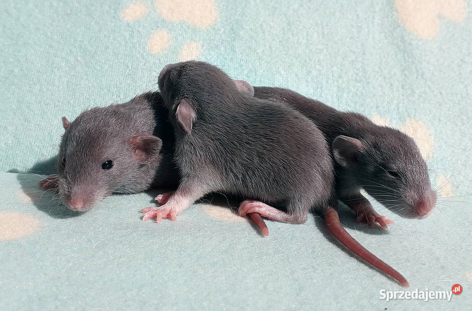 Szczurki szczury szczur Dumbo piękne oswojone Warszawa