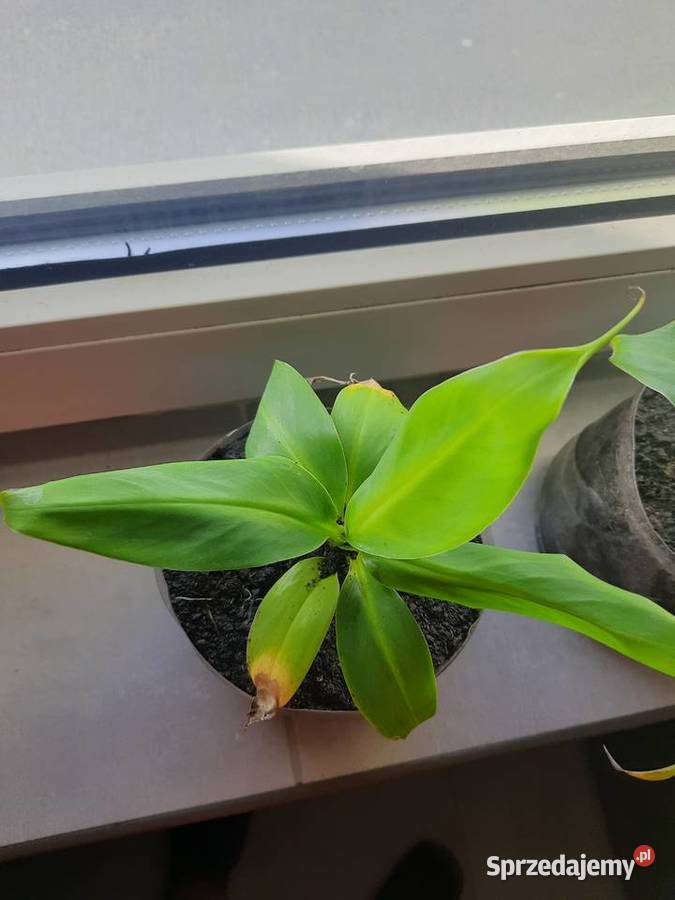 5 kwiatków bananowca