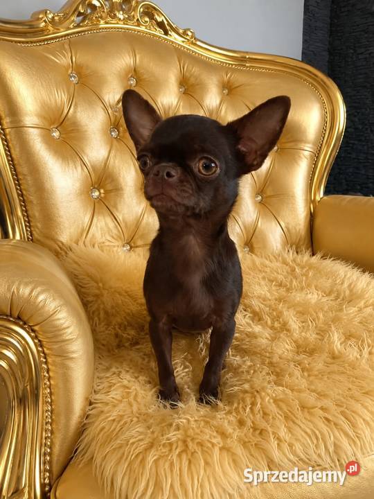 Reproduktor Chihuahua Końskie usługa dla zwierząt