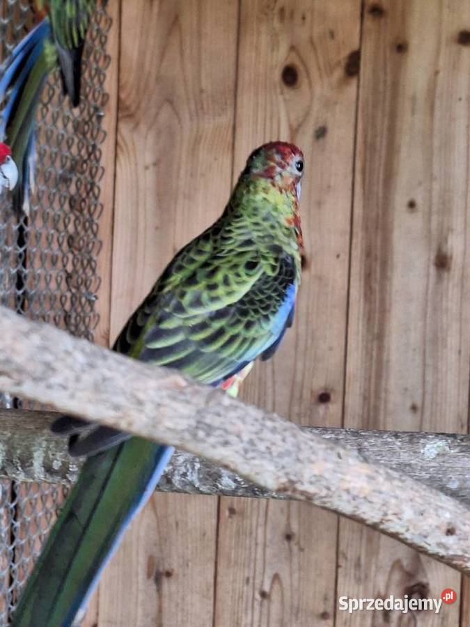 Rozele krolewskie Krzyżanowice