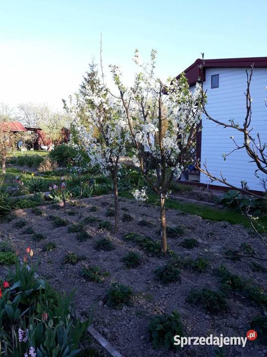 Sprzedam działkę ROD Świdnik sprzedam