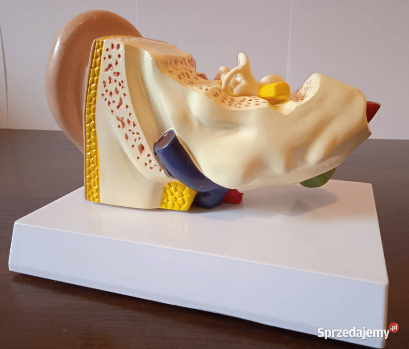 Medycyna model budowy ucha ludzkiego 3częściowy Poznań