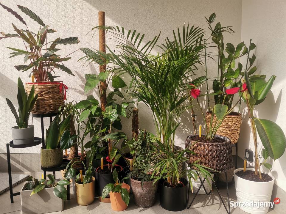 Ogrodnik domowybiurowy Pogotowie roślinne Pozostałe Warszawa prace ogrodowe