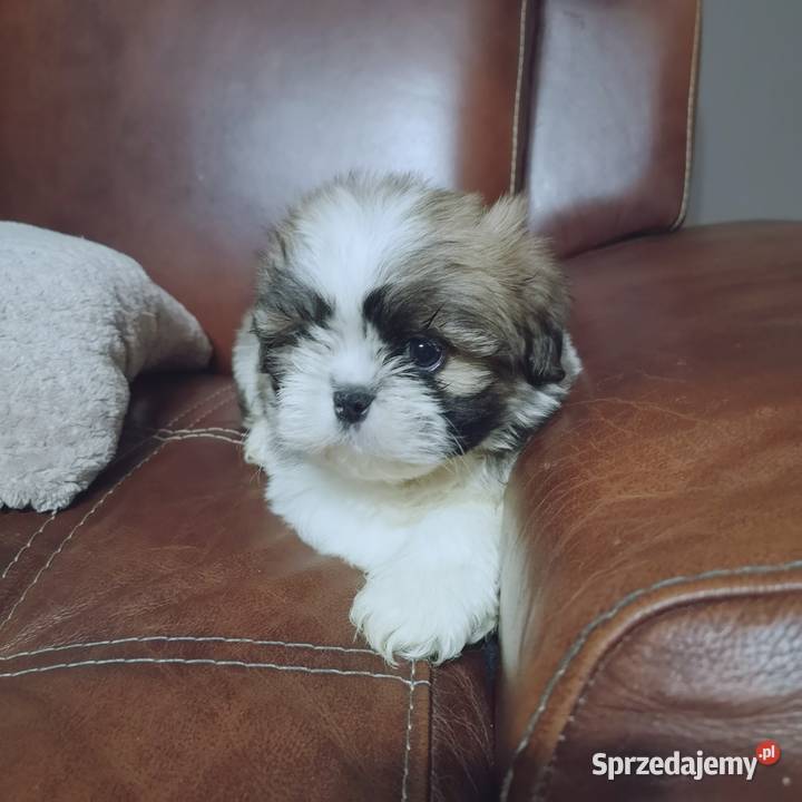 Shih tzu szczenięta Hodowla domowa