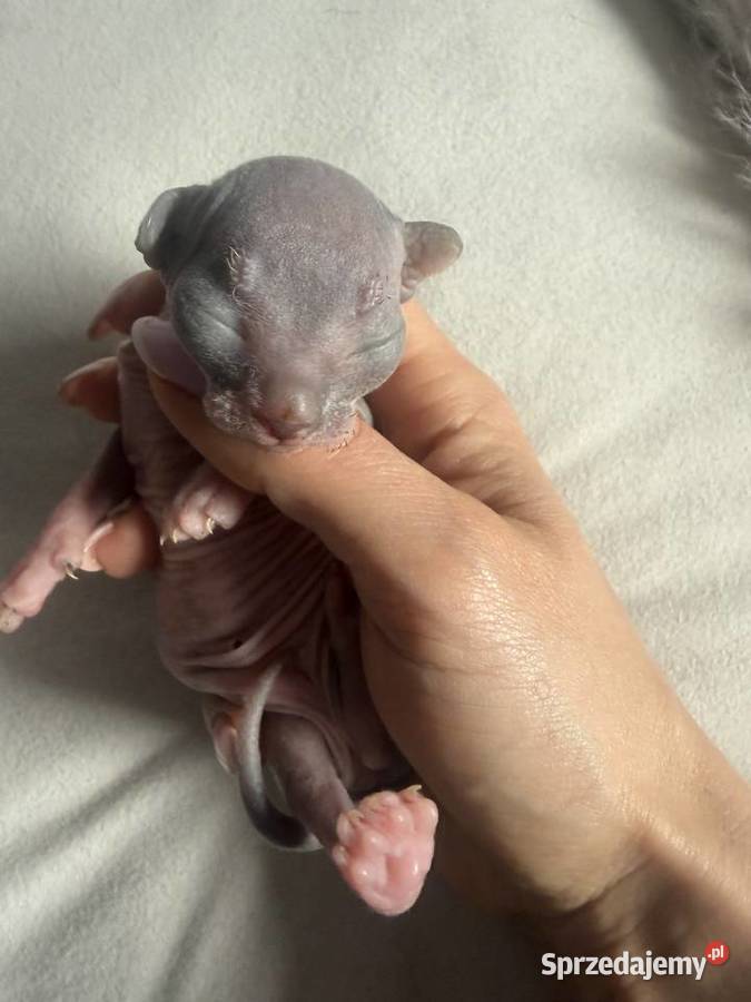 Kotki do rezerwacji odbiór Wielkanoc sprzedam