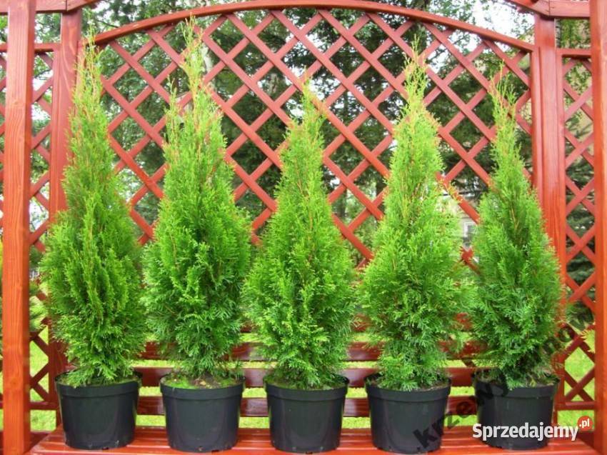 Tuja szmaragd 60 70 10