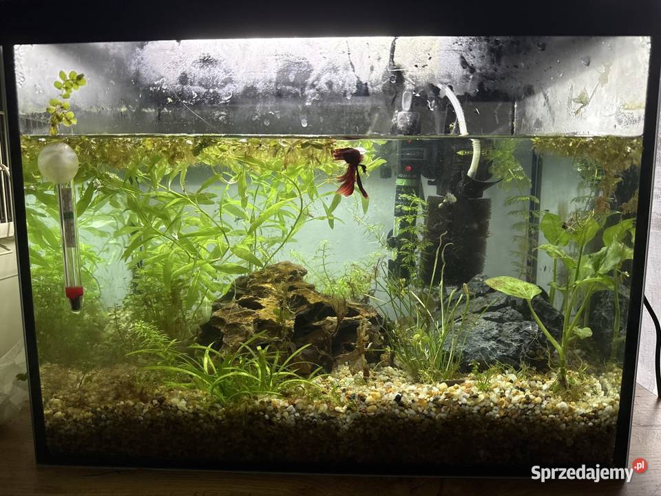Akwarium 30L śląskie Tychy