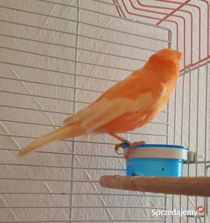 Kanarek samczyk dolnośląskie sprzedam