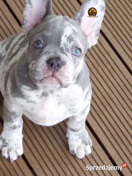 Buldog Francuski małe buldożery Paczków
