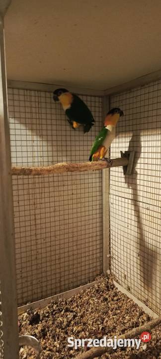 Barwinki Samice Czarnogłowa i Bialobrzucha