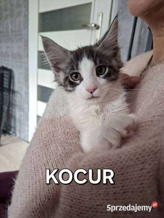 Koty Maine Coon warmińsko-mazurskie Jamielnik