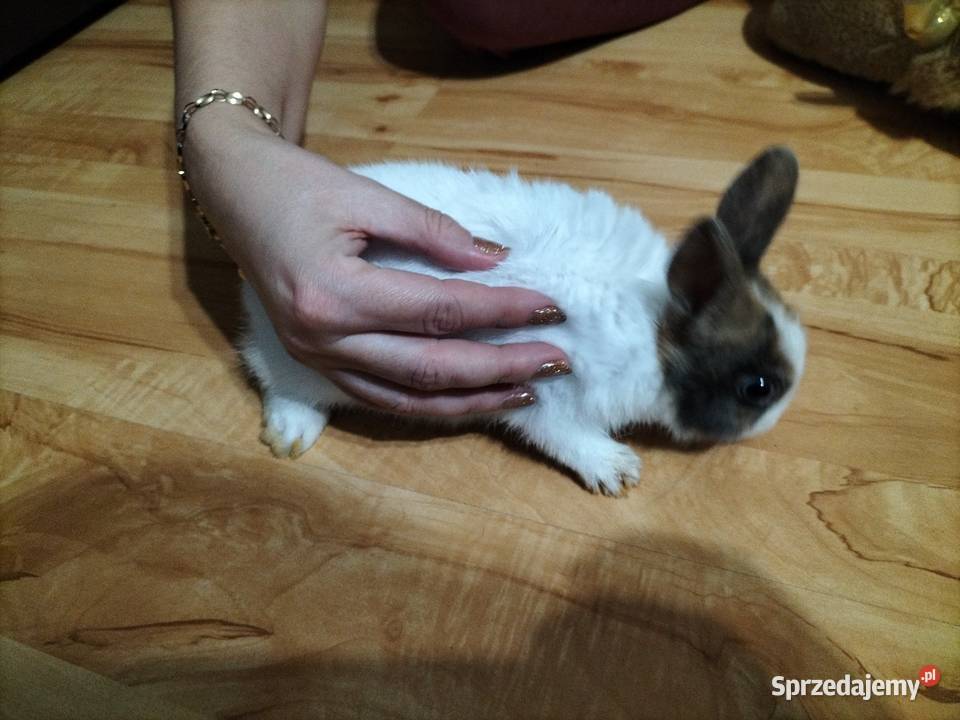 Króliki miniaturki Prywatna Hodowla Zwierzęta Obręb sprzedam