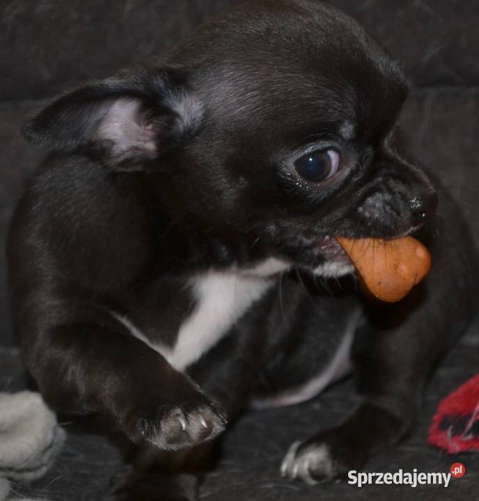 CHIHUAHUA CZARNY ŚLICZNY PIESEK Chihuahua Drogusza