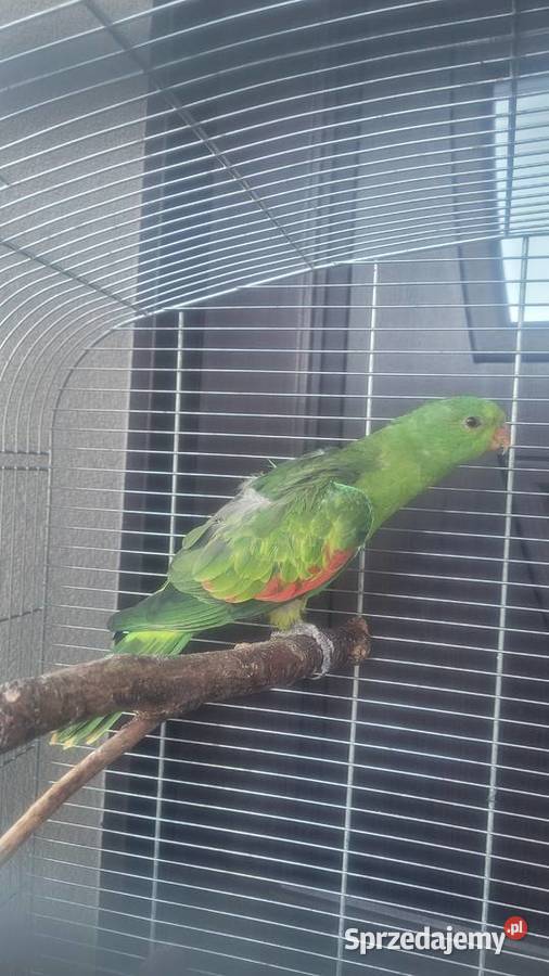 Papuga czerwonoskrzydla samica