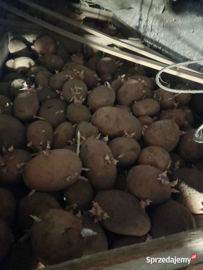Ziemniaki podkiełowane colomba