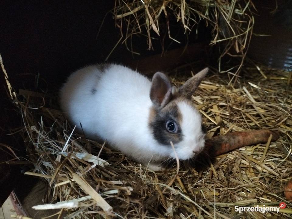 Króliki miniaturki Prywatna Hodowla sprzedam