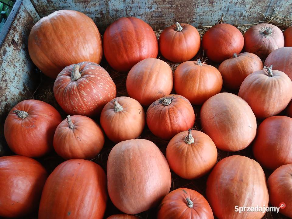 Dynia jadalna halloween wielkopolskie Poznań