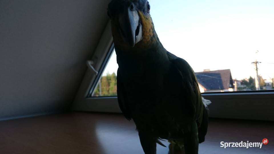 Amazonka modrobrewa oswojona