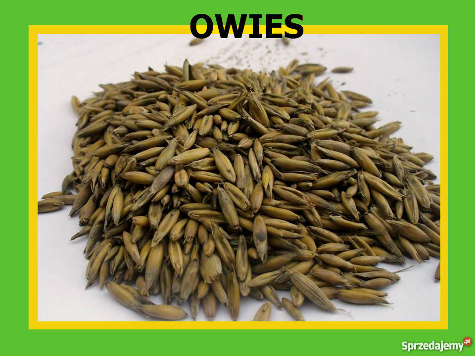 OWIES BEZ NAWOZÓW Niżna Łąka sprzedam